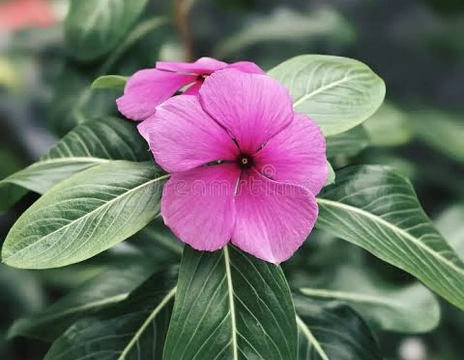 Botanical Rituals